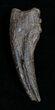 Struthiomimus Dinosaur Hand Claw - South Dakota #1697-3